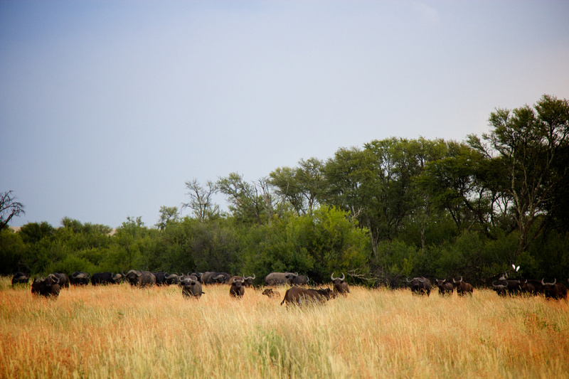 Zenfolio | Backyard Studios | My Trip to Africa